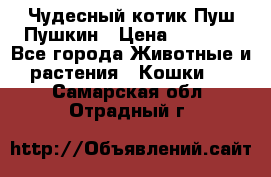 Чудесный котик Пуш-Пушкин › Цена ­ 1 200 - Все города Животные и растения » Кошки   . Самарская обл.,Отрадный г.